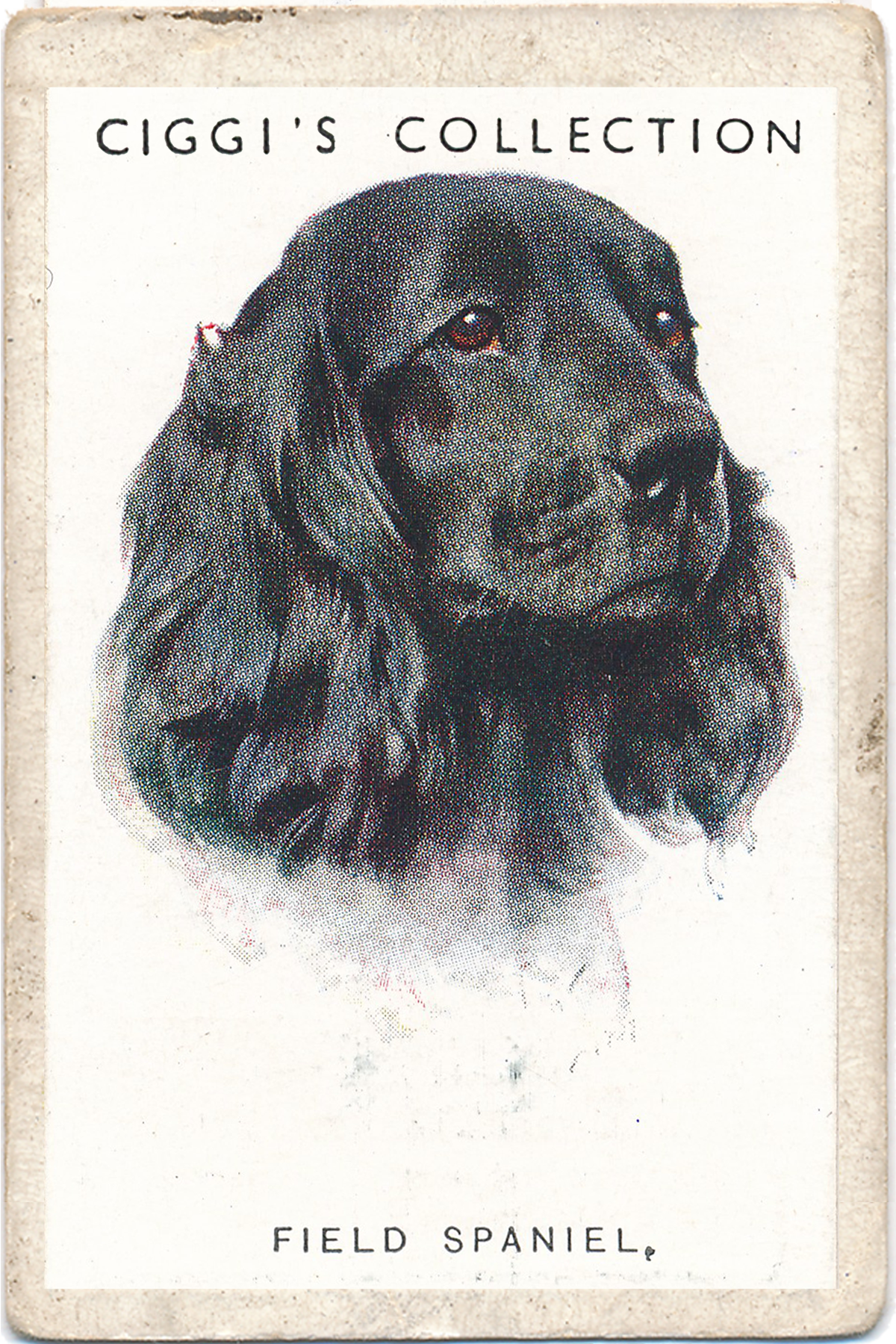Dog Posters