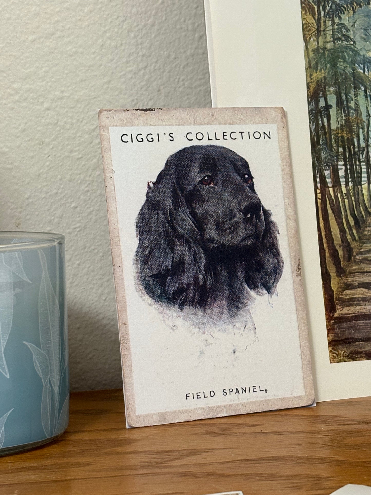 Vintage Field Spaniel Dog Print | 1930s Cigarette Card Art