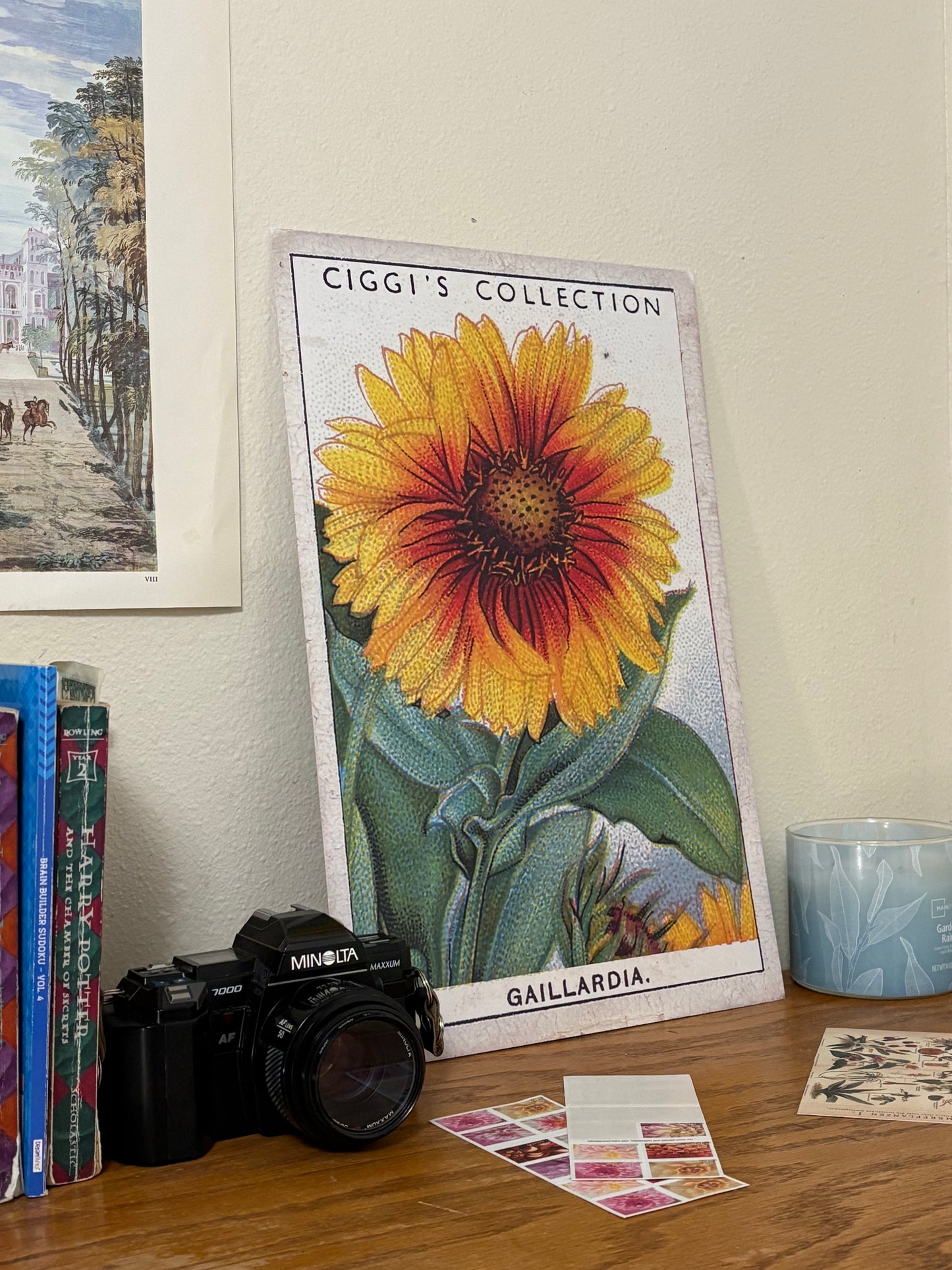 Vintage Gaillardia Blanket Flower Print #2 | 1930s Cigarette Card Art