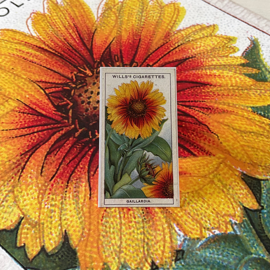 Vintage Gaillardia Blanket Flower Print #2 | 1930s Cigarette Card Art