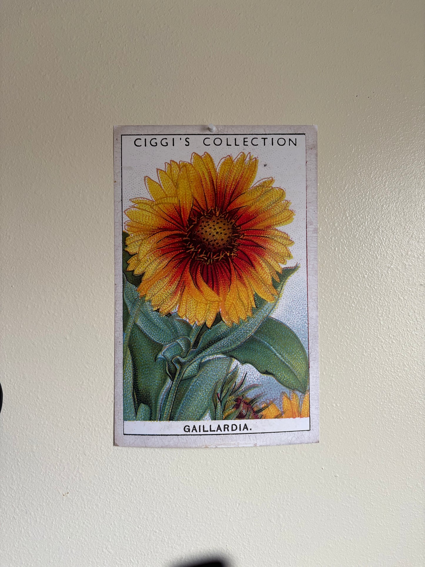 Vintage Gaillardia Blanket Flower Print #2 | 1930s Cigarette Card Art