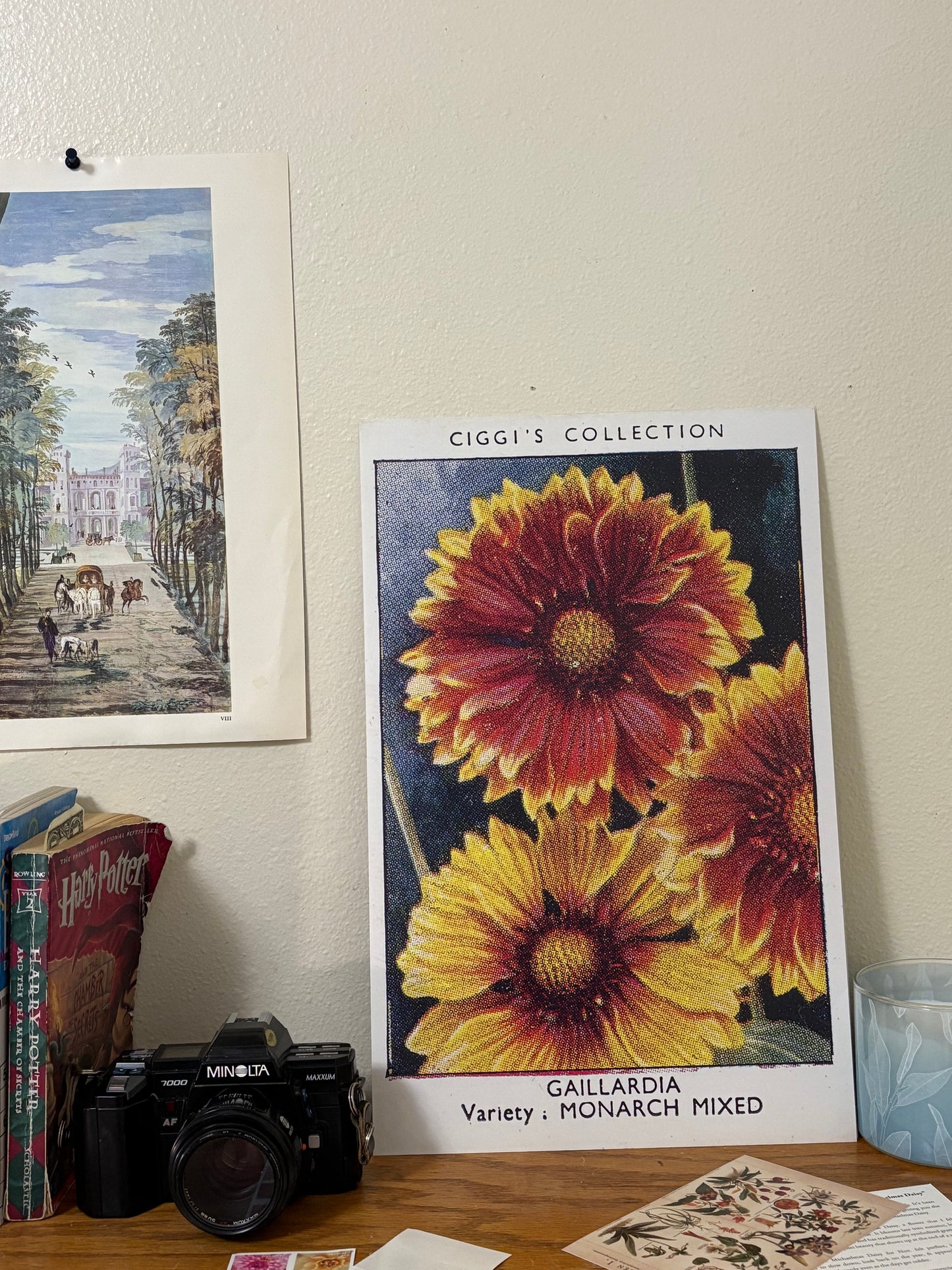 Vintage Gaillardia Blanket Flower Print #1 | 1930s Cigarette Card Art