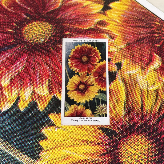 Vintage Gaillardia Blanket Flower Print #1 | 1930s Cigarette Card Art