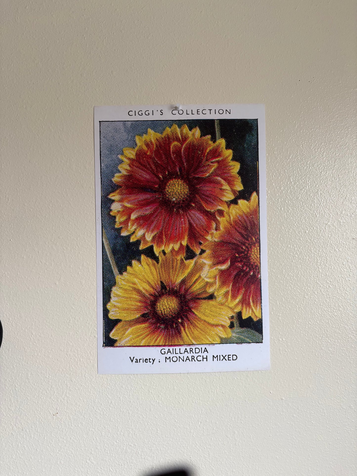 Vintage Gaillardia Blanket Flower Print #1 | 1930s Cigarette Card Art