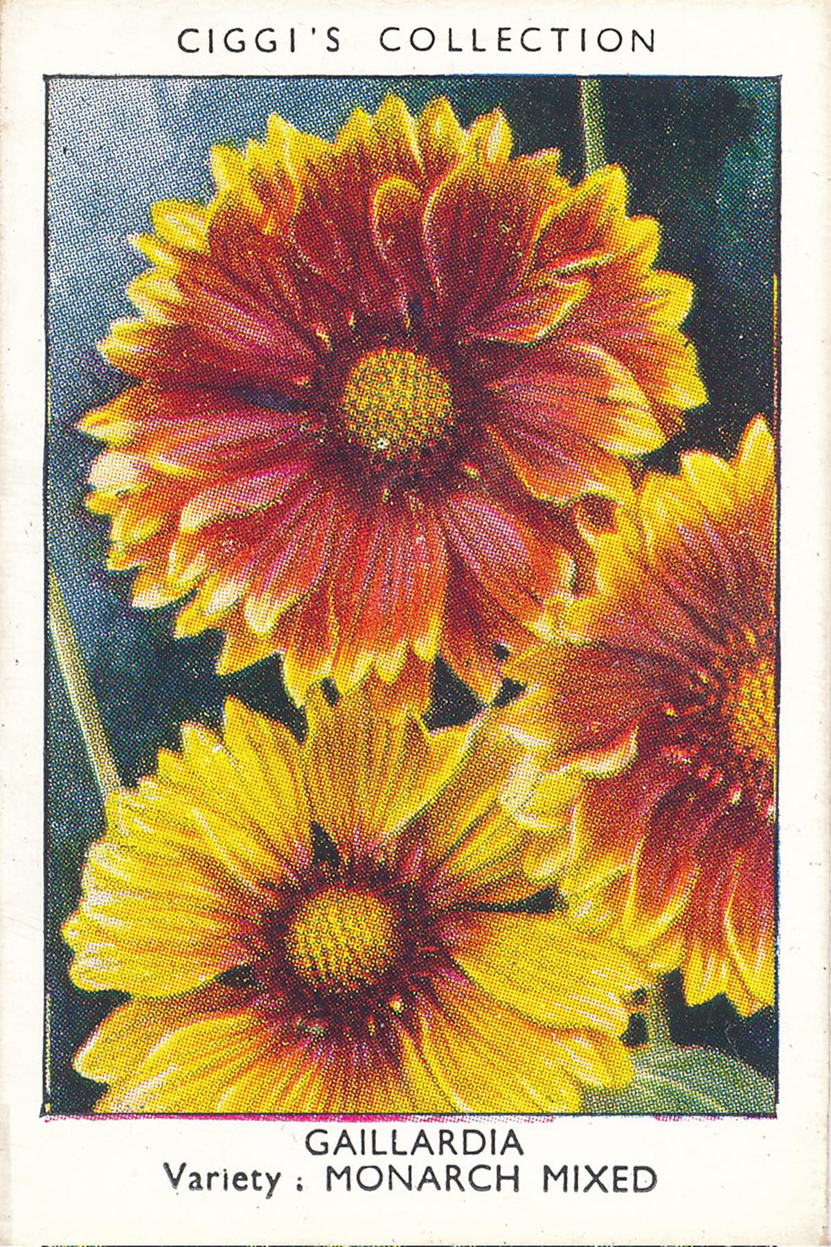 Garden Flowers Posters