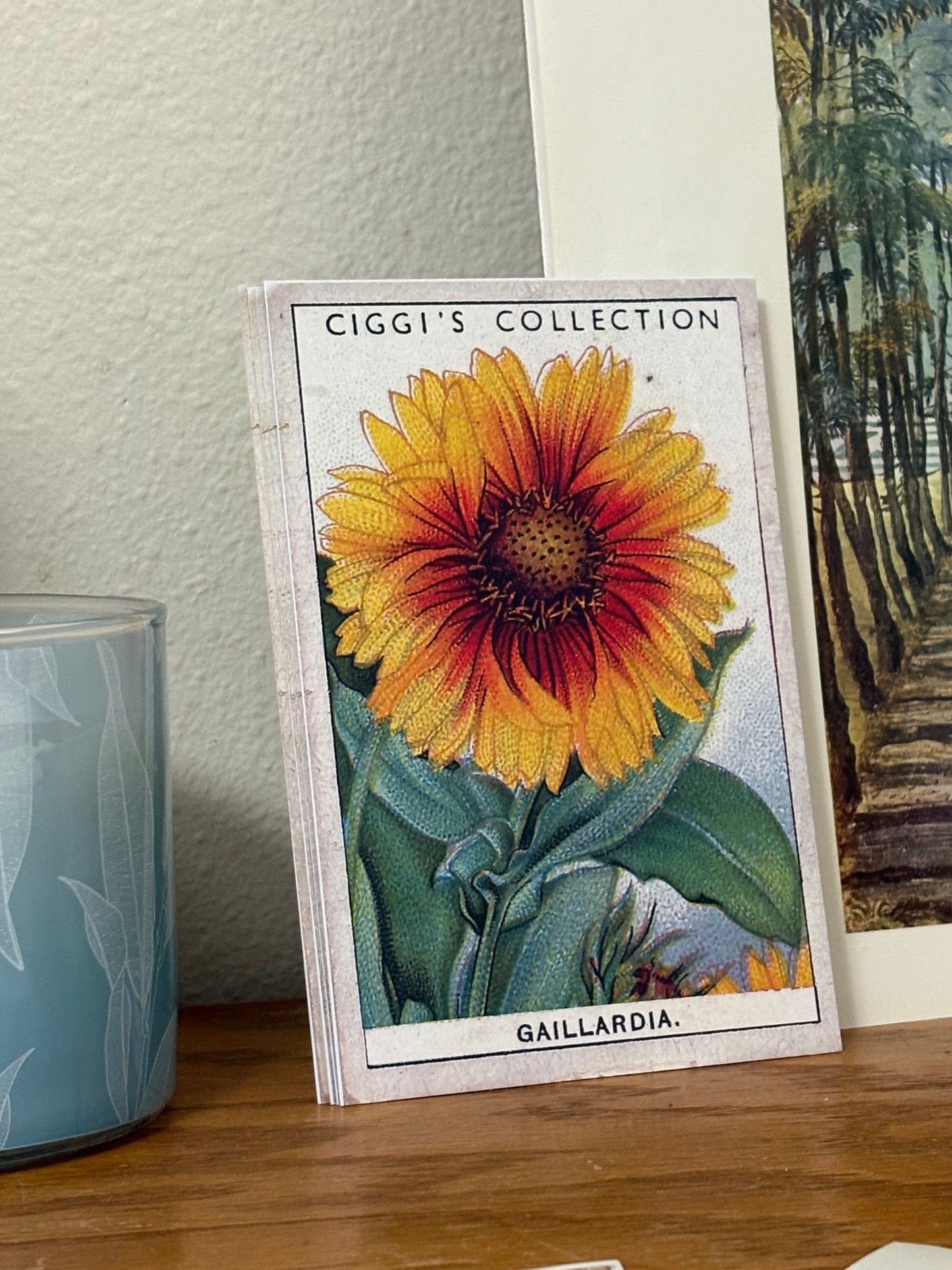 Vintage Gaillardia Blanket Flower Print #2 | 1930s Cigarette Card Art
