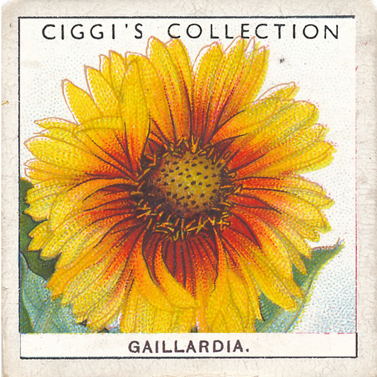 Garden Flowers 2 Posters