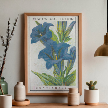 Vintage Gentianella Flower Print | 1930's Cigarette Card