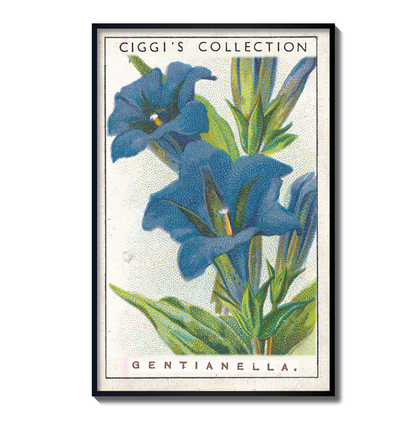 Vintage Gentianella Flower Print | 1930's Cigarette Card