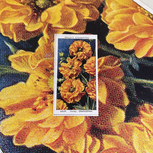 Vintage Geum Avens Flower Print | 1930s Cigarette Card Art
