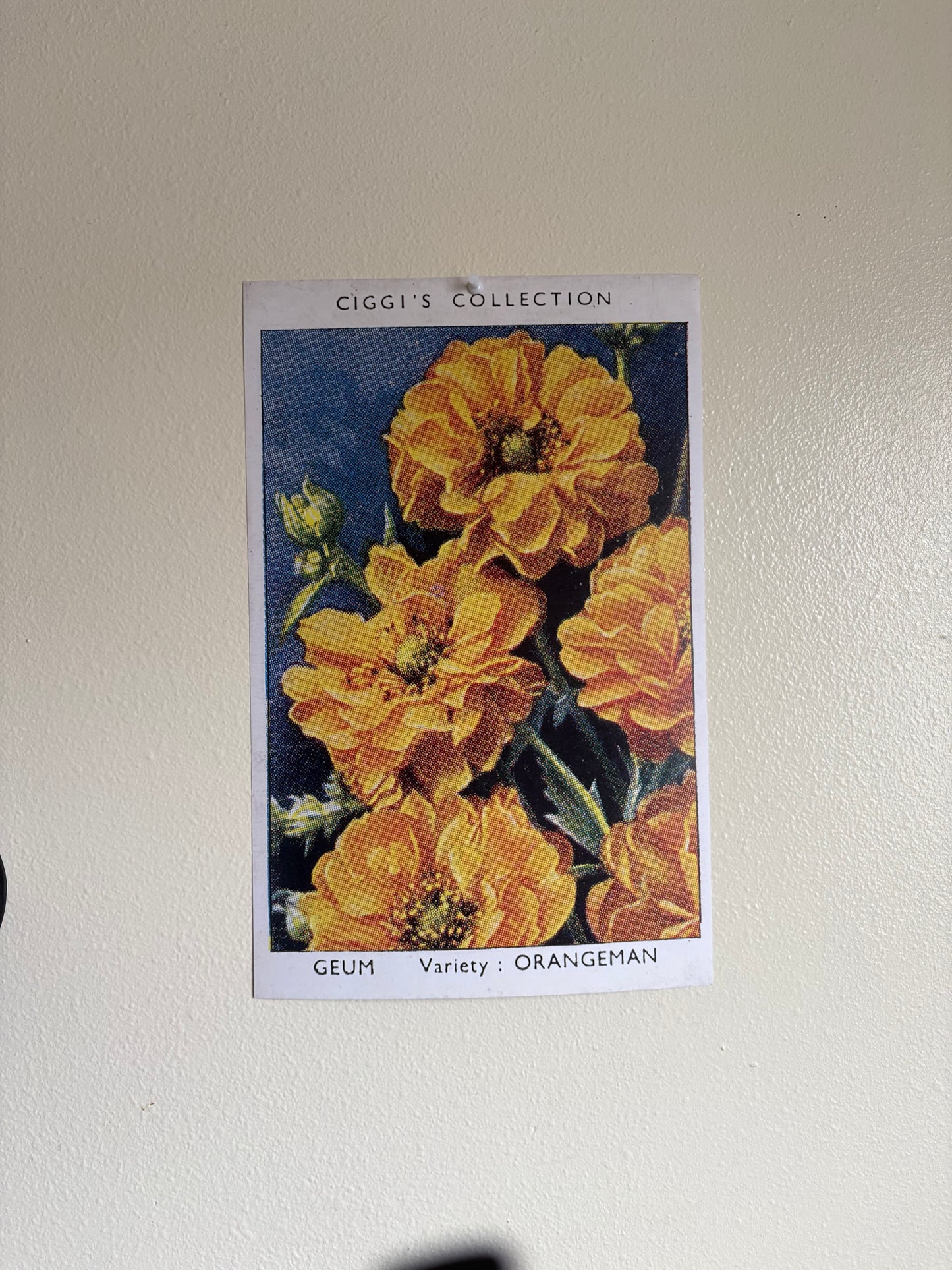 Vintage Geum Avens Flower Print | 1930s Cigarette Card Art