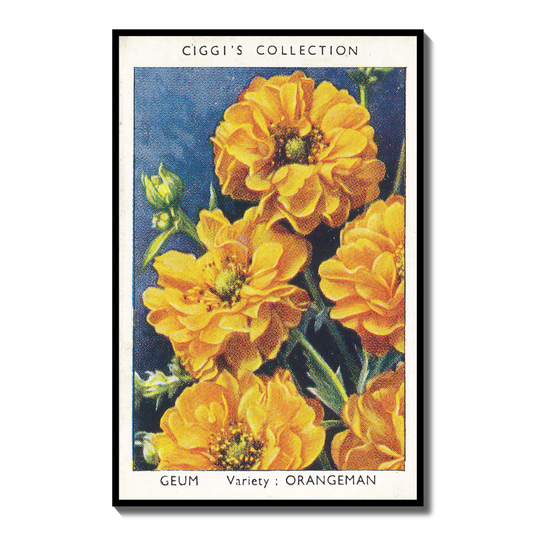 Vintage Geum Avens Flower Print | 1930s Cigarette Card Art