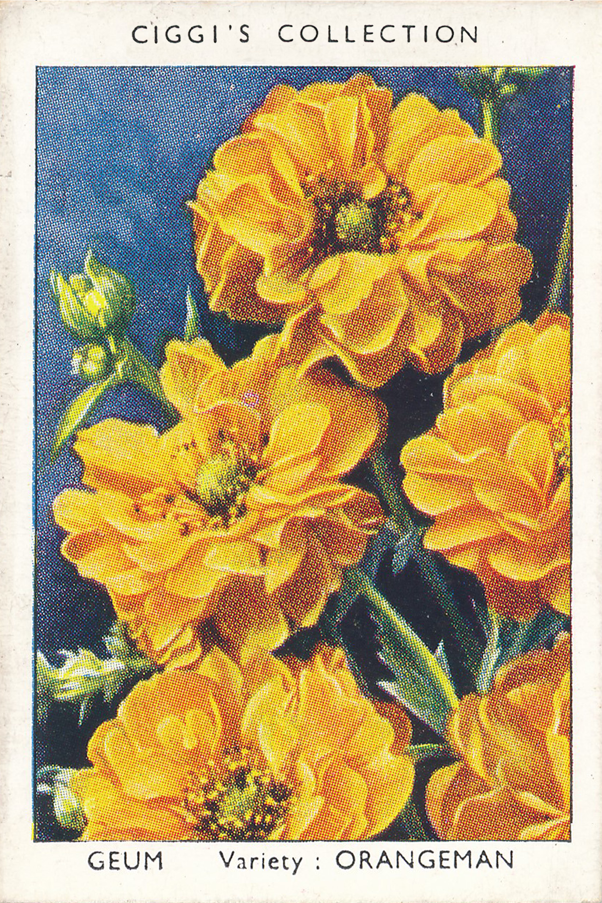 Garden Flowers Posters