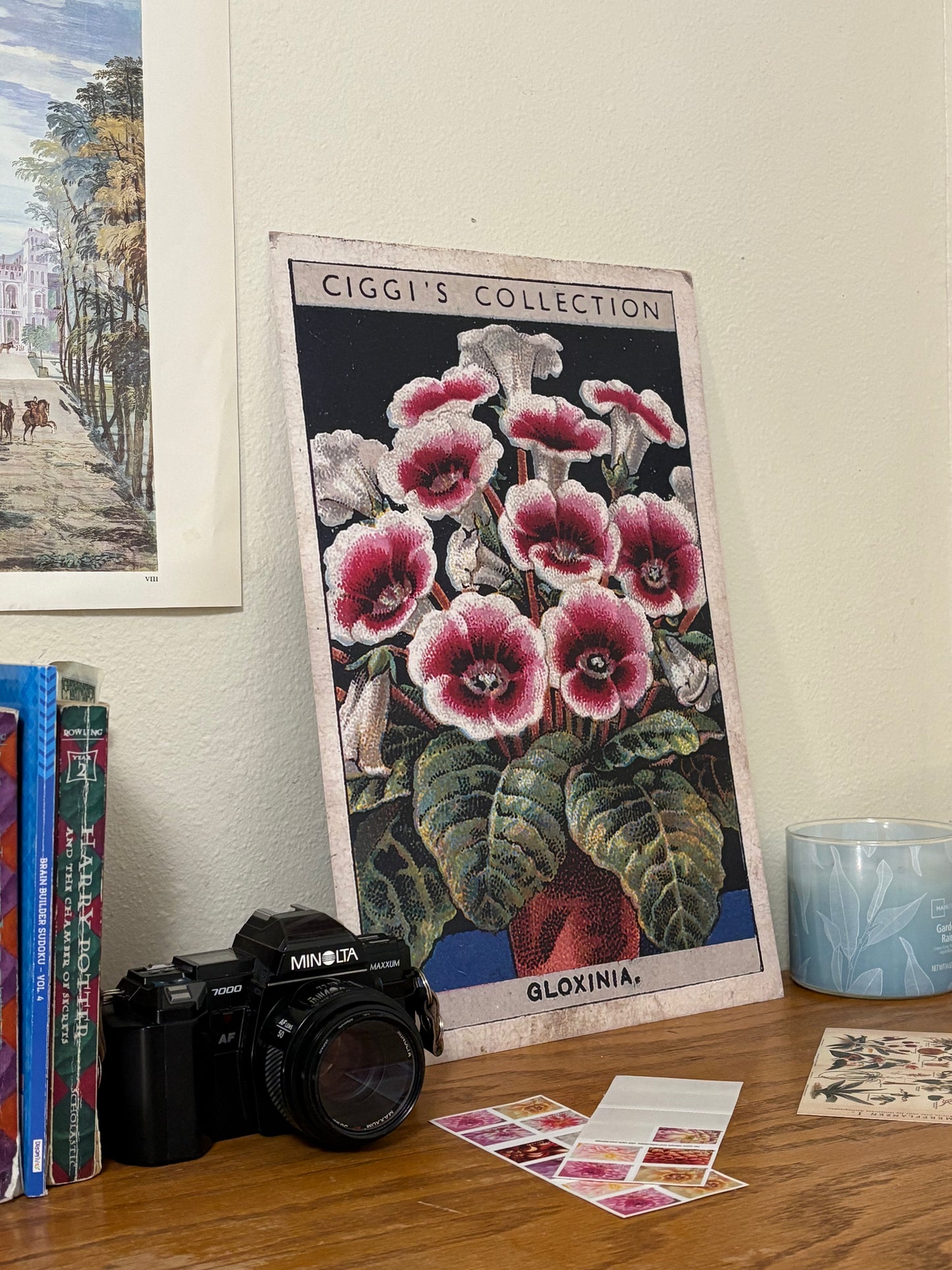 Vintage Gloxinia Flower Print | 1930s Cigarette Card Art