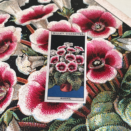Vintage Gloxinia Flower Print | 1930s Cigarette Card Art