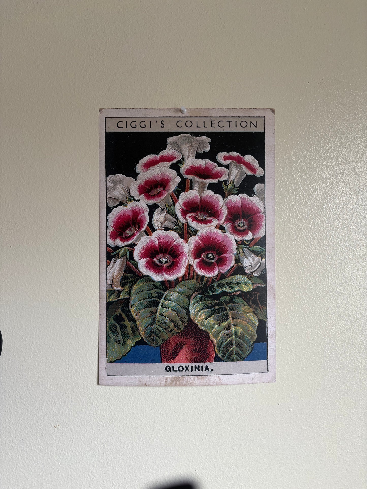 Vintage Gloxinia Flower Print | 1930s Cigarette Card Art