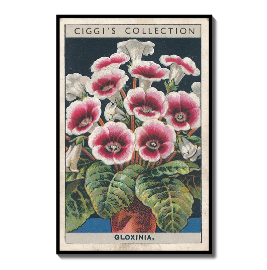 Vintage Gloxinia Flower Print | 1930s Cigarette Card Art