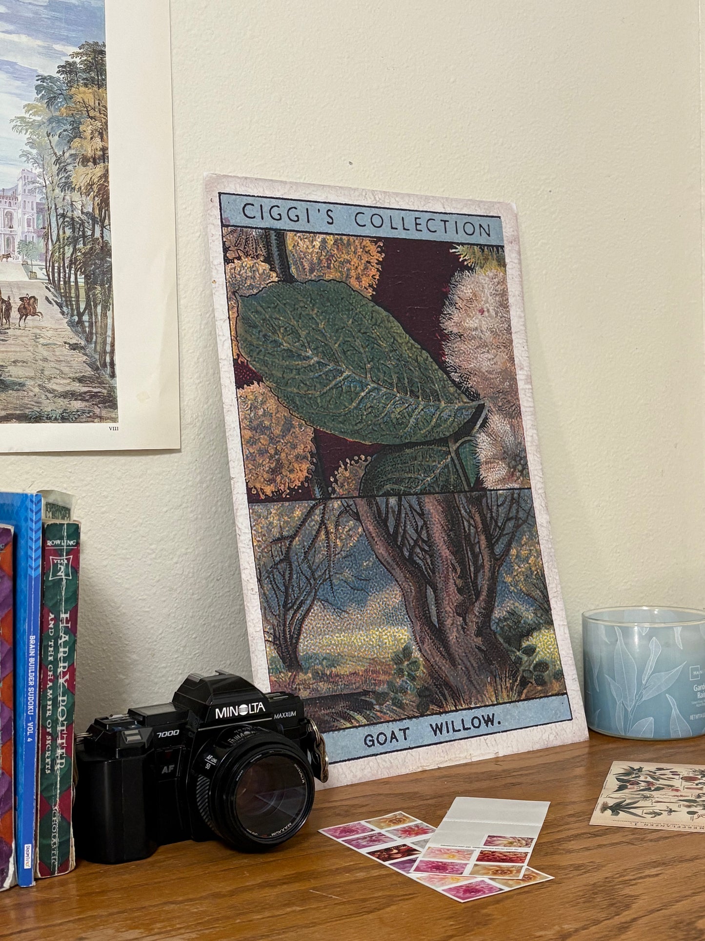Vintage Goat Willow Tree Print | 1930s Cigarette Card Art