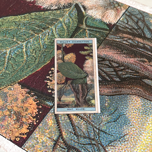 Vintage Goat Willow Tree Print | 1930s Cigarette Card Art