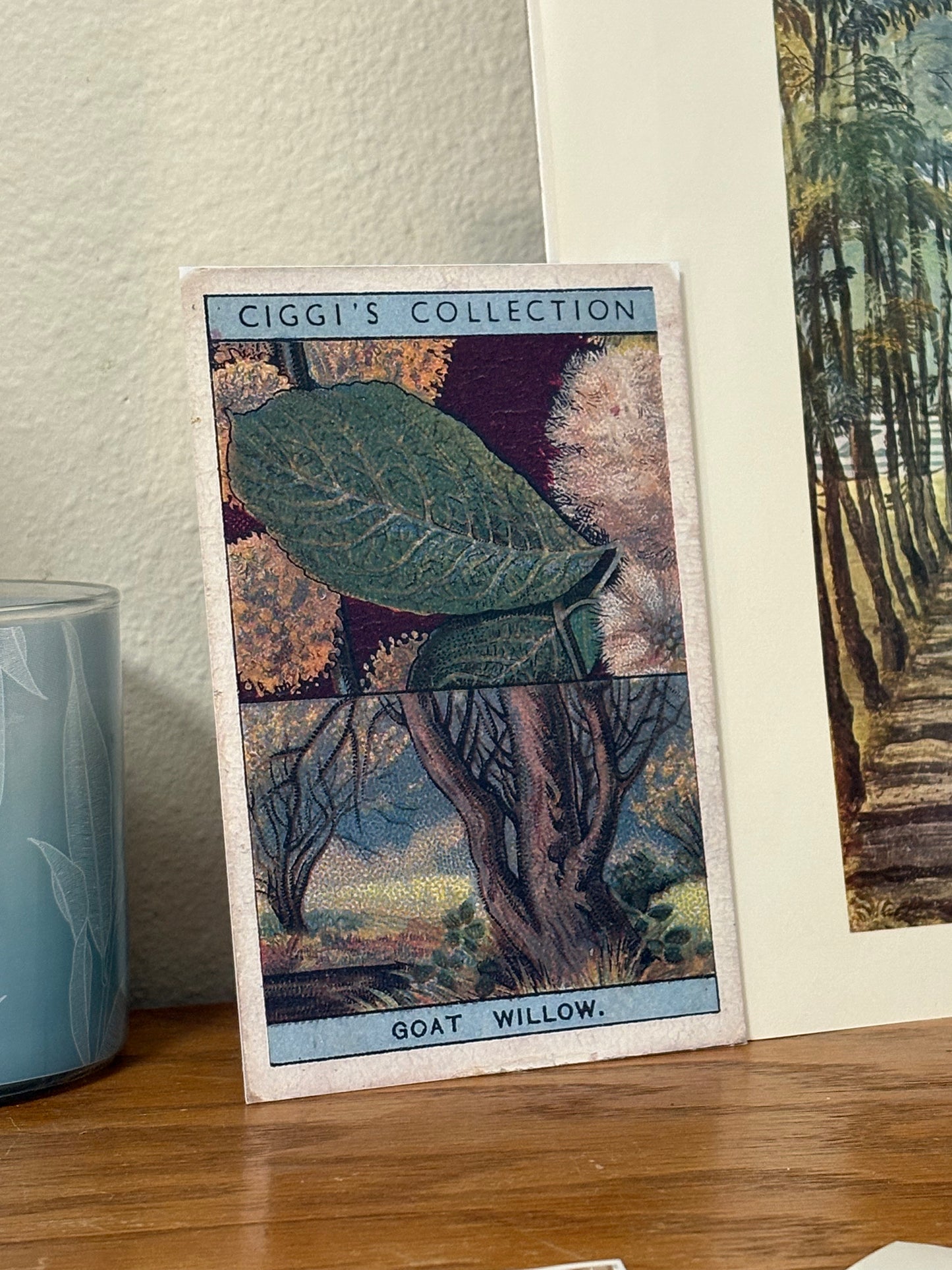 Vintage Goat Willow Tree Print | 1930s Cigarette Card Art