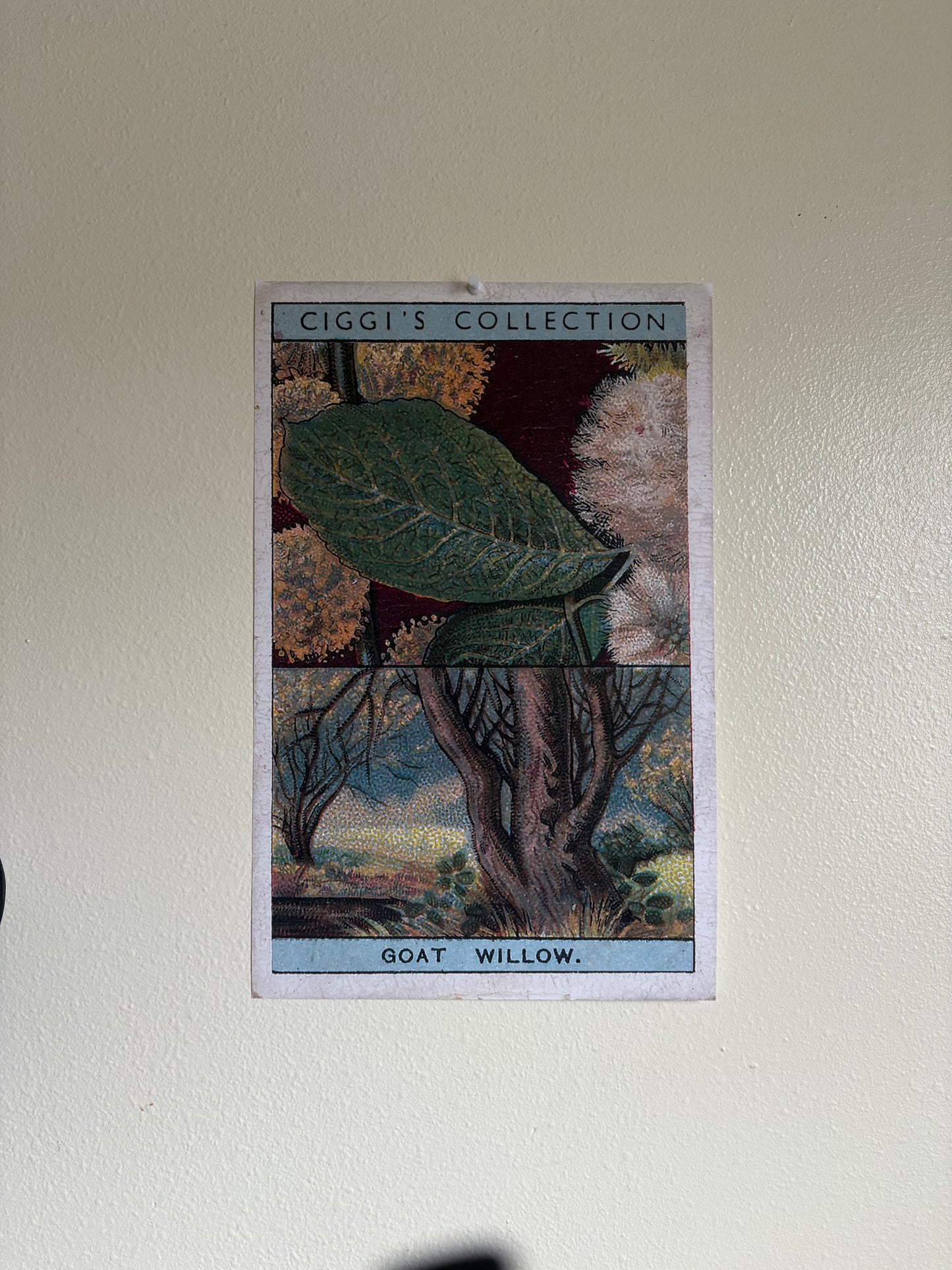 Vintage Goat Willow Tree Print | 1930s Cigarette Card Art