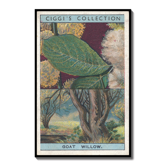 Vintage Goat Willow Tree Print | 1930s Cigarette Card Art