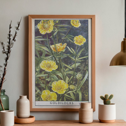 Vintage Goldilocks Flower Print | 1930's Cigarette Card