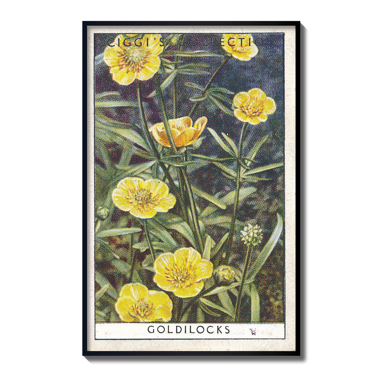 Vintage Goldilocks Flower Print | 1930's Cigarette Card
