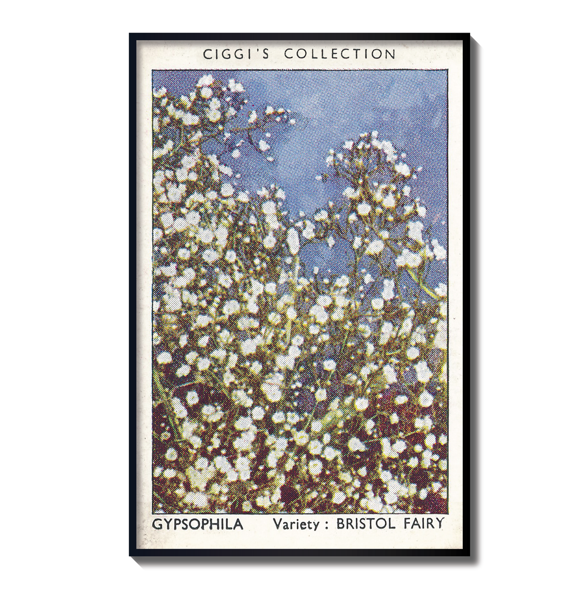Vintage Gypsophila Print | 1930's Cigarette Card