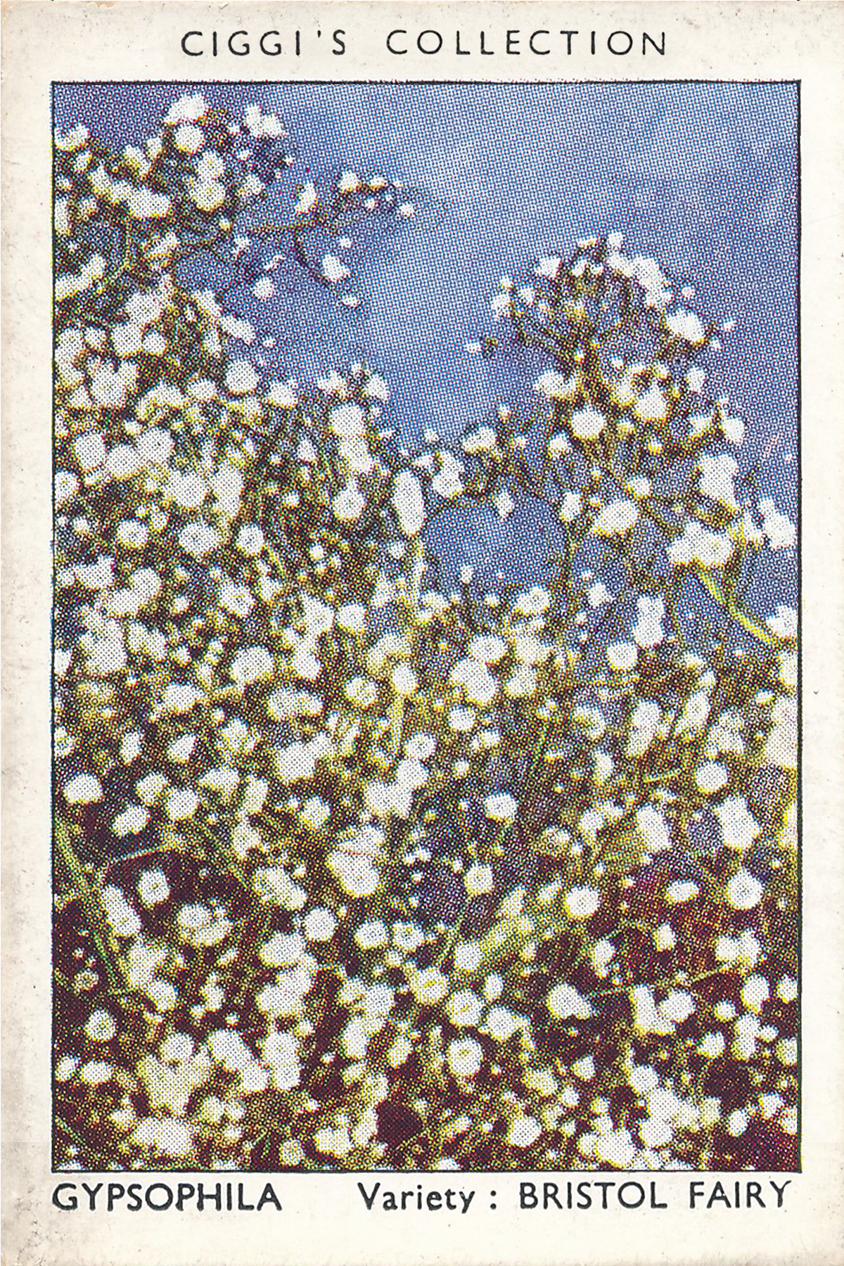 Garden Flowers Posters