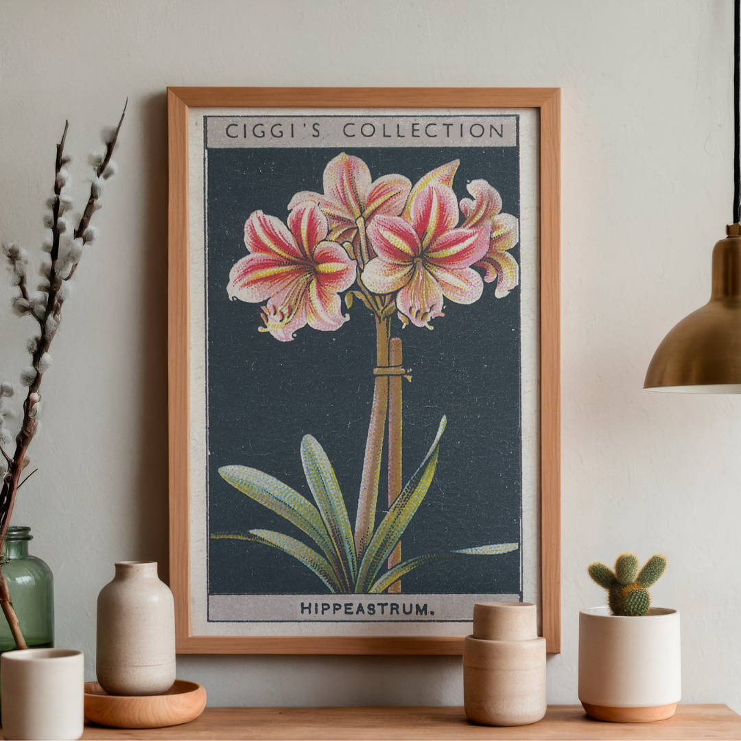 Vintage Hippeastrum Flower Print | 1930's Cigarette Card
