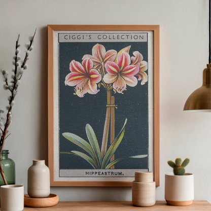 Vintage Hippeastrum Flower Print | 1930's Cigarette Card