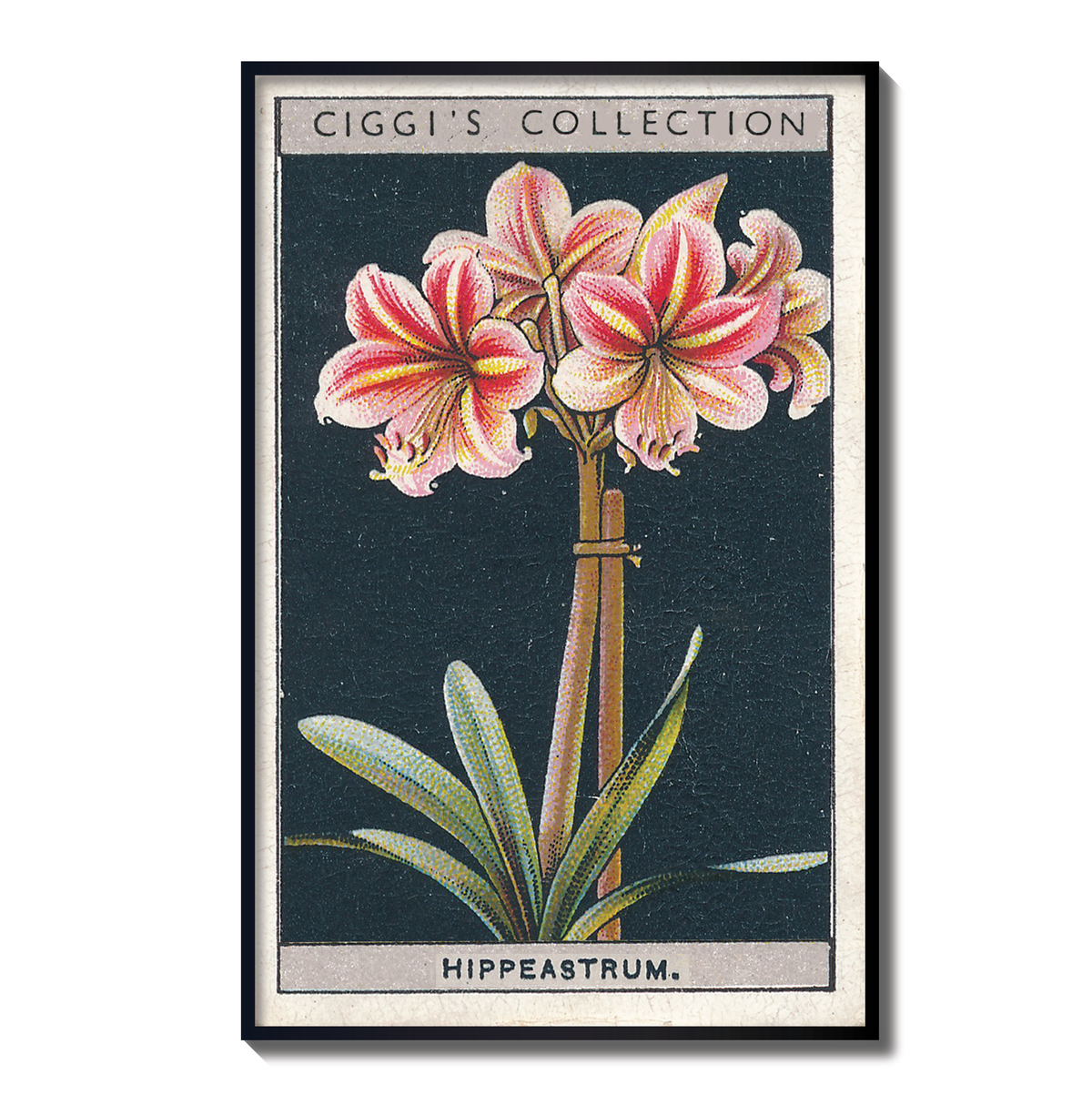 Vintage Hippeastrum Flower Print | 1930's Cigarette Card