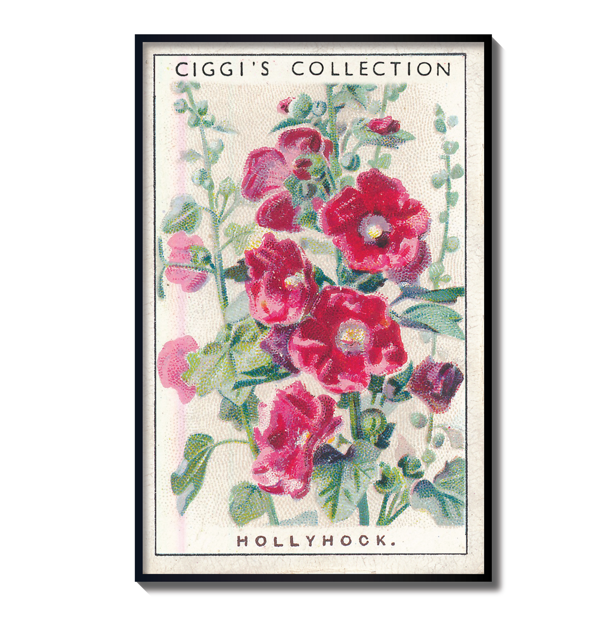 Vintage Hollyhock Flower Print | 1930's Cigarette Card