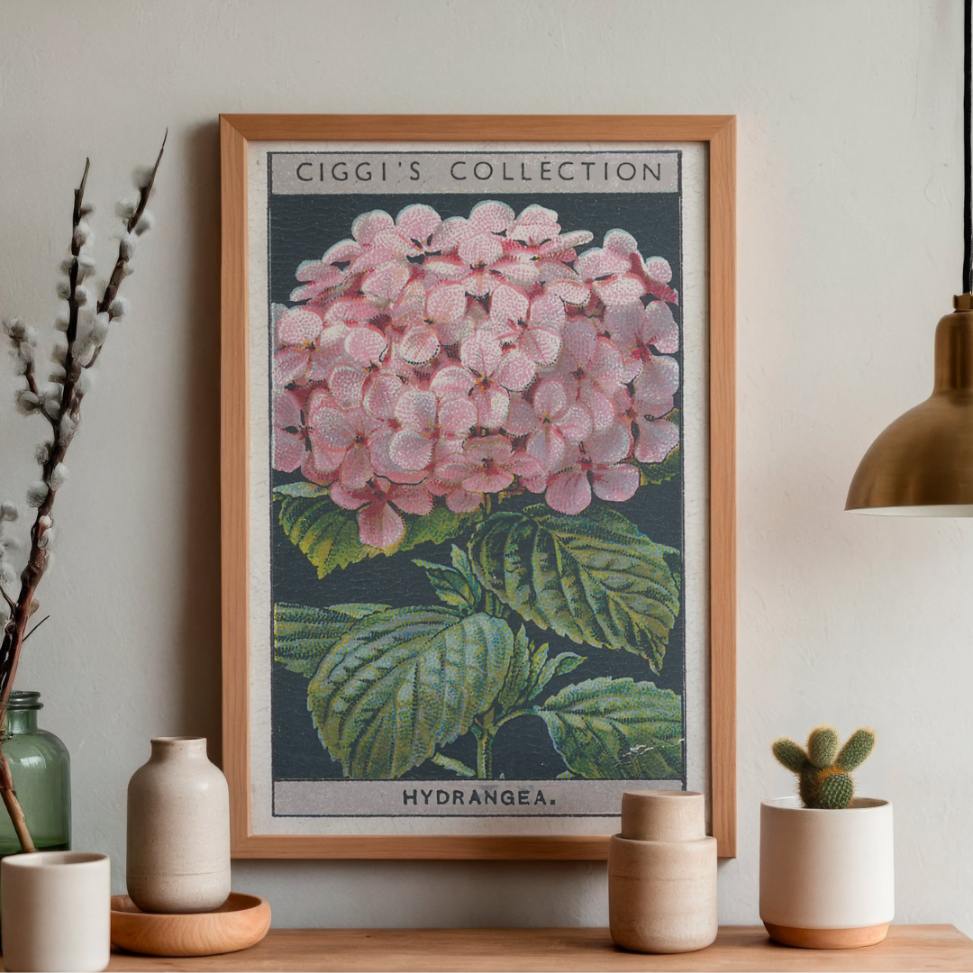 Vintage Hydrangea Flower Print | 1930's Cigarette Card