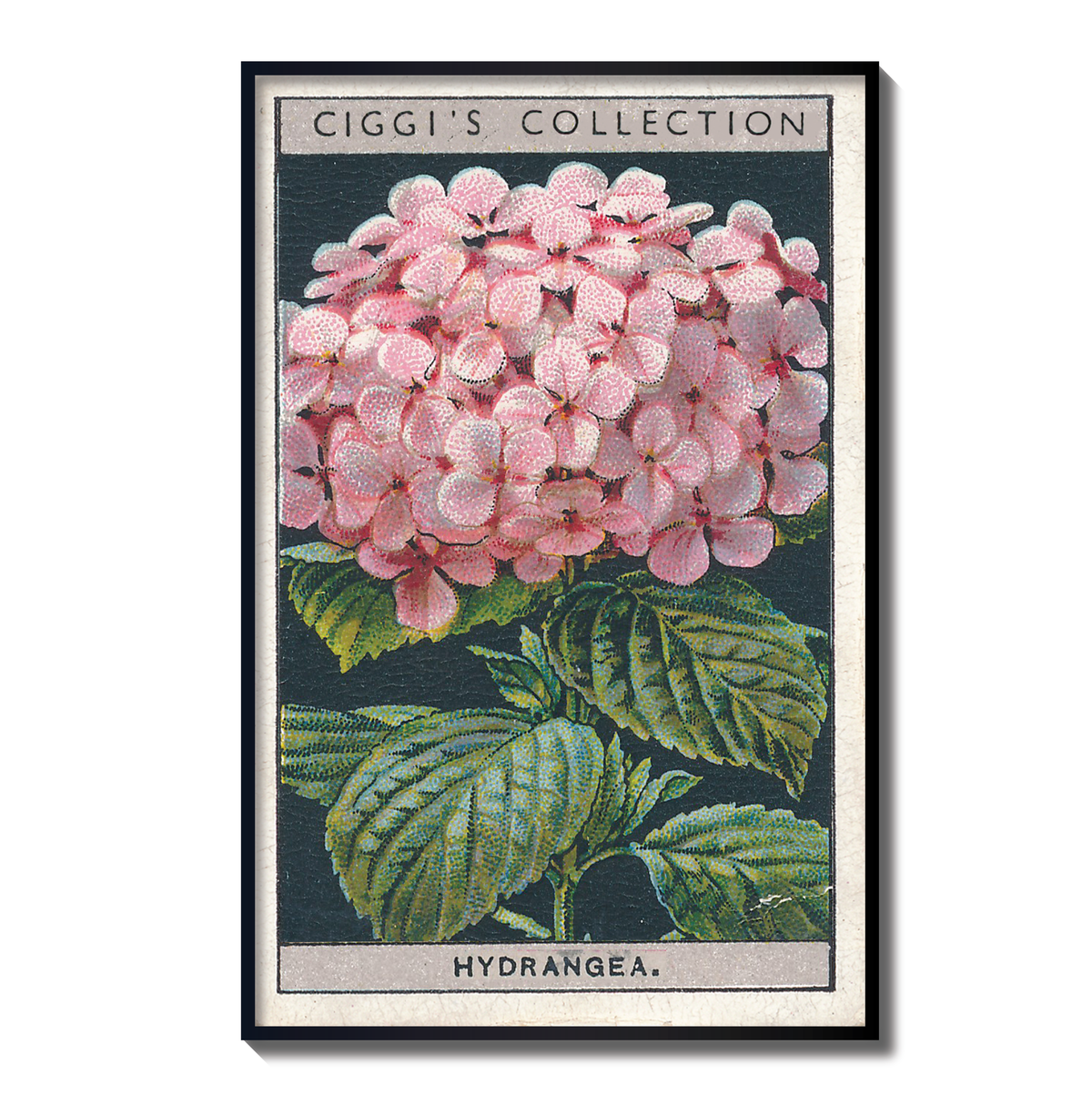 Vintage Hydrangea Flower Print | 1930's Cigarette Card