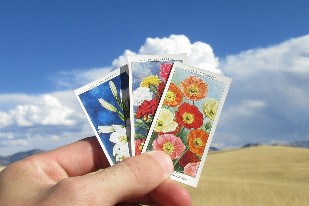 flower cigarette cards The Cigarette Card Collections – Ciggi's Collection flower cigarette cards The Cigarette Card Collections – Ciggi's Collection
