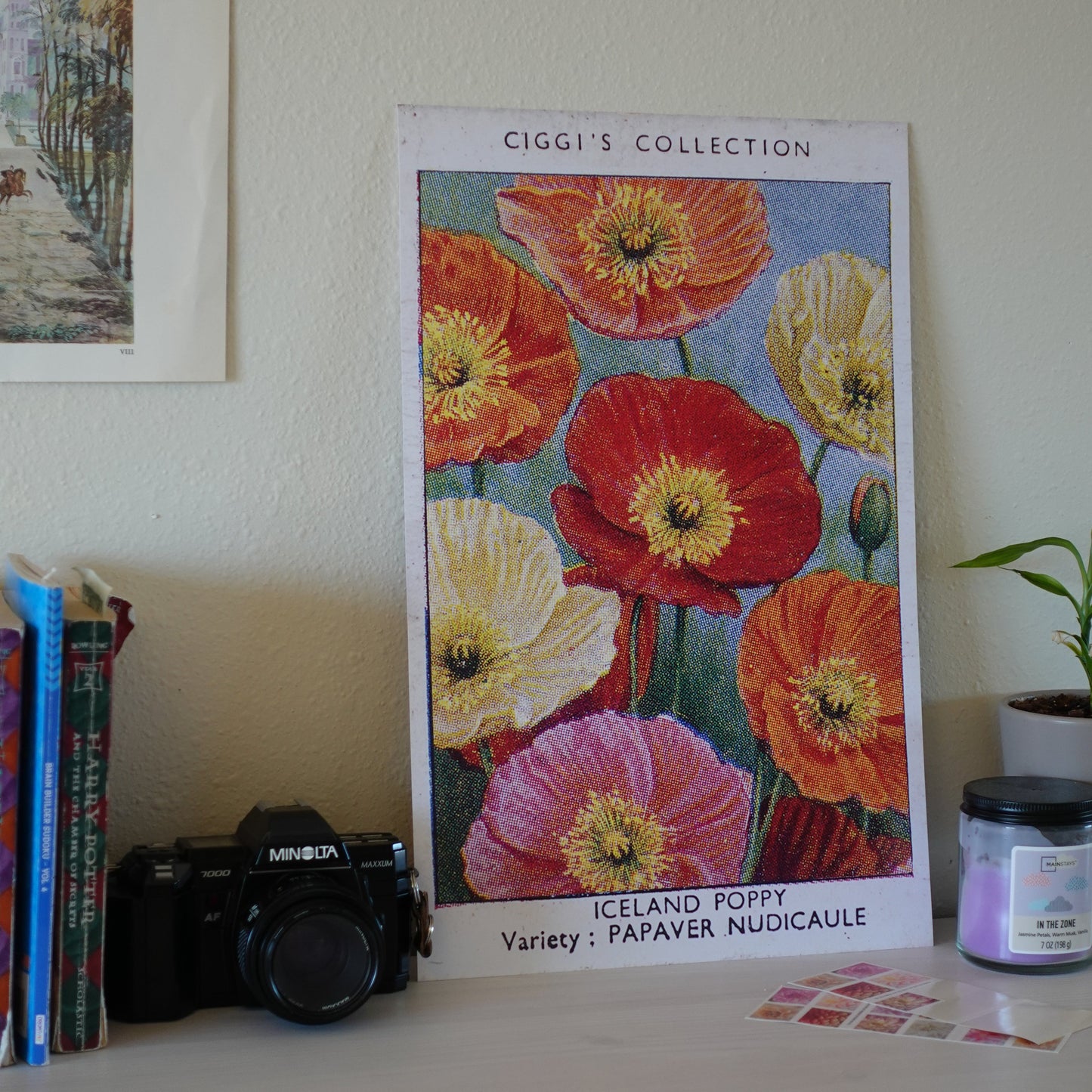 Vintage Iceland Poppy Flower Print | 1930's Cigarette Card