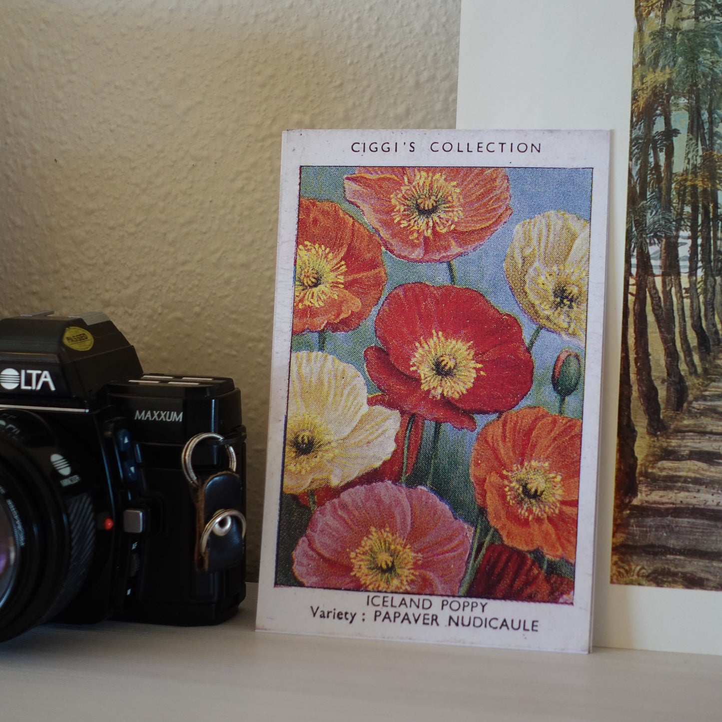 Vintage Iceland Poppy Flower Print | 1930's Cigarette Card