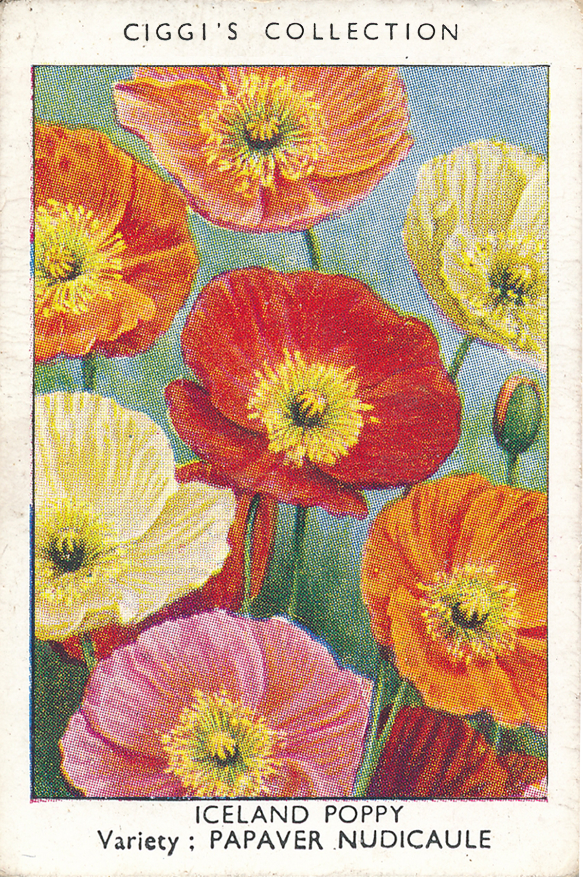 Garden Flowers Posters