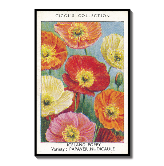 Vintage Iceland Poppy Flower Print | 1930's Cigarette Card