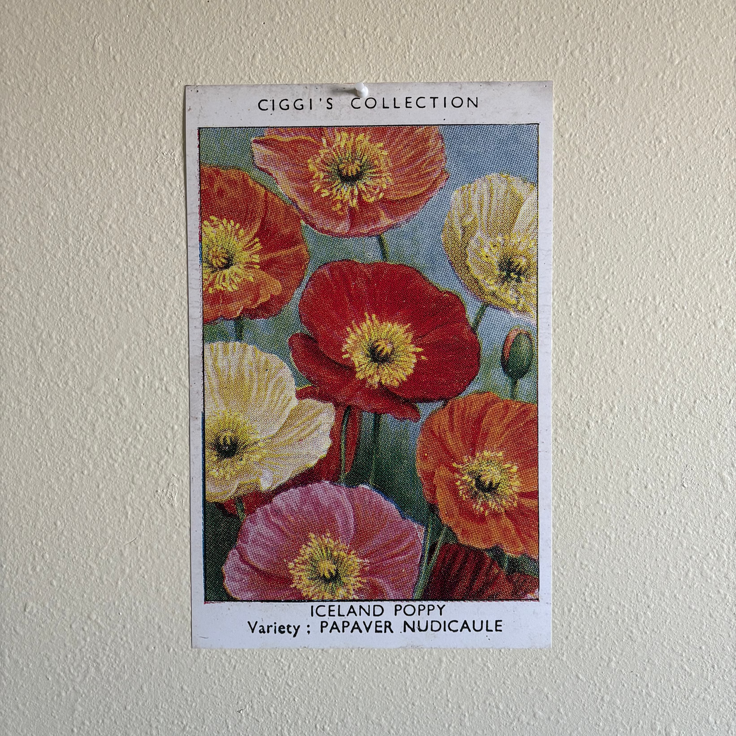 Vintage Iceland Poppy Flower Print | 1930's Cigarette Card