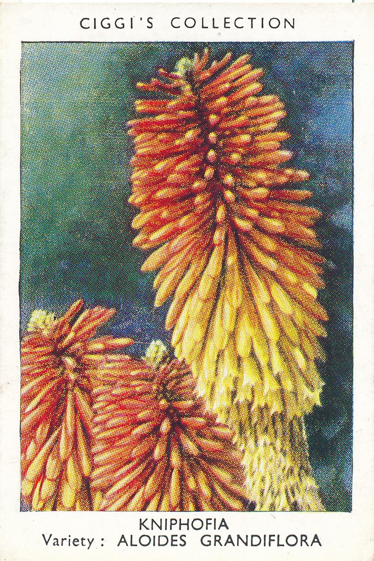 Garden Flowers Posters
