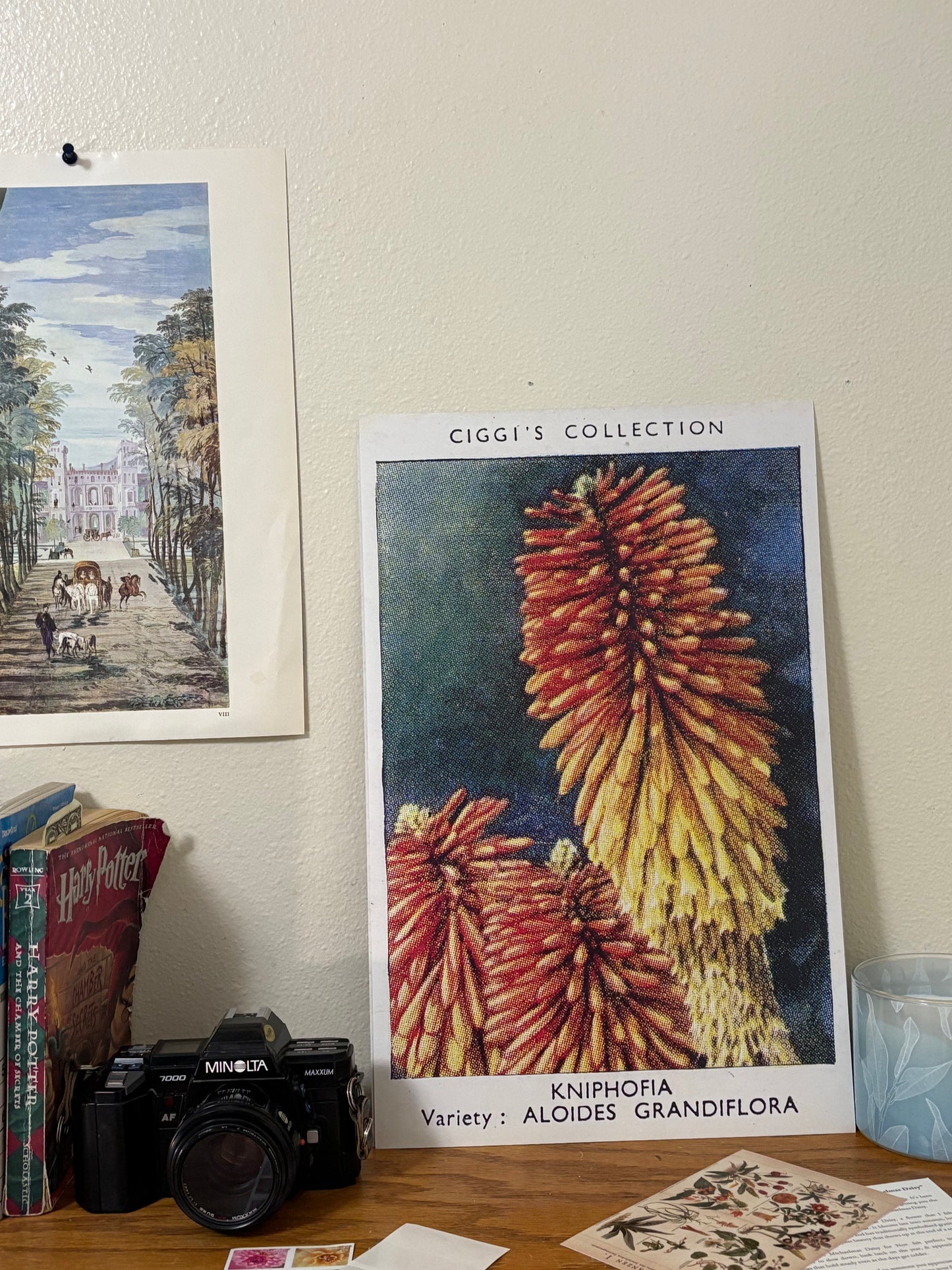Vintage Kniphofia Red Hot Poker Print | 1930s Cigarette Card Art