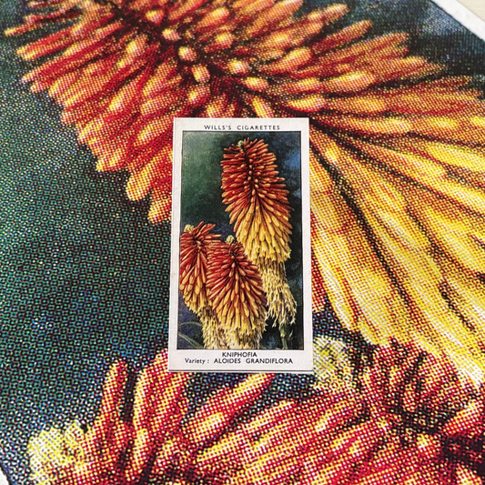 Vintage Kniphofia Red Hot Poker Print | 1930s Cigarette Card Art