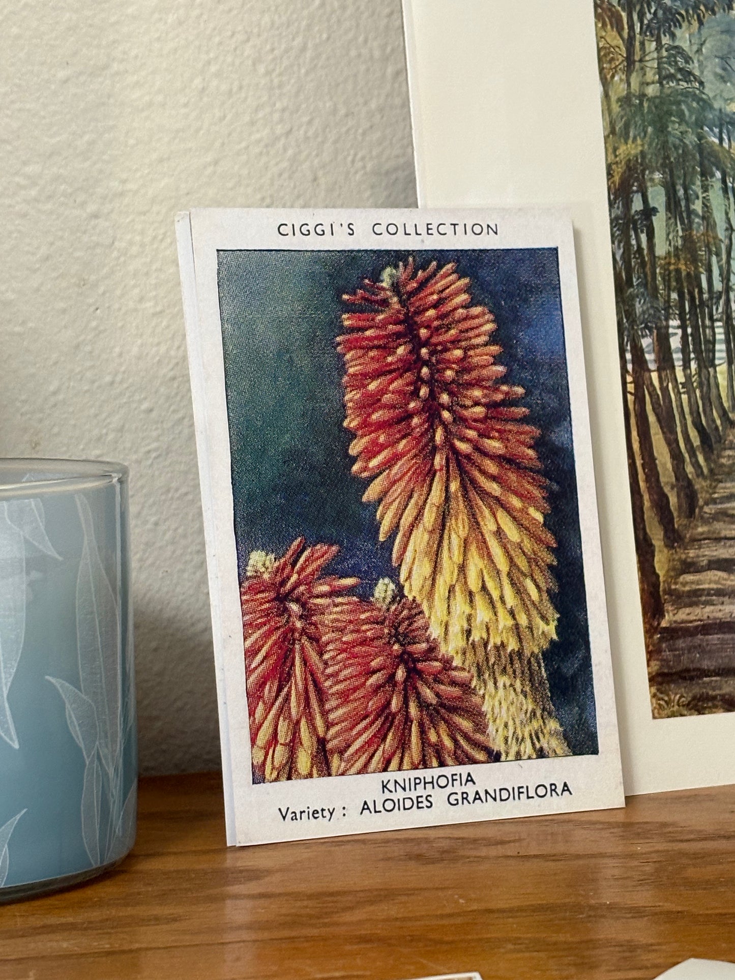 Vintage Kniphofia Red Hot Poker Print | 1930s Cigarette Card Art