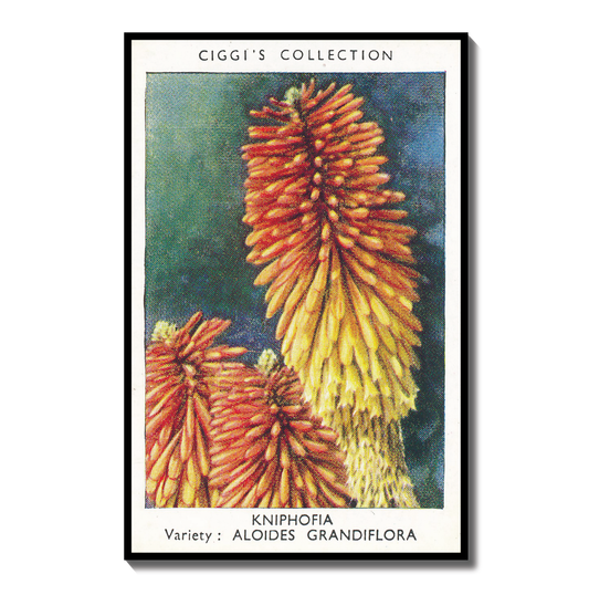Vintage Kniphofia Red Hot Poker Print | 1930s Cigarette Card Art