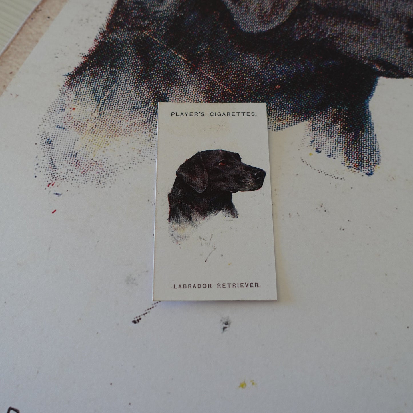 Vintage Labrador Retriever Dog Print | 1930's Cigarette Card