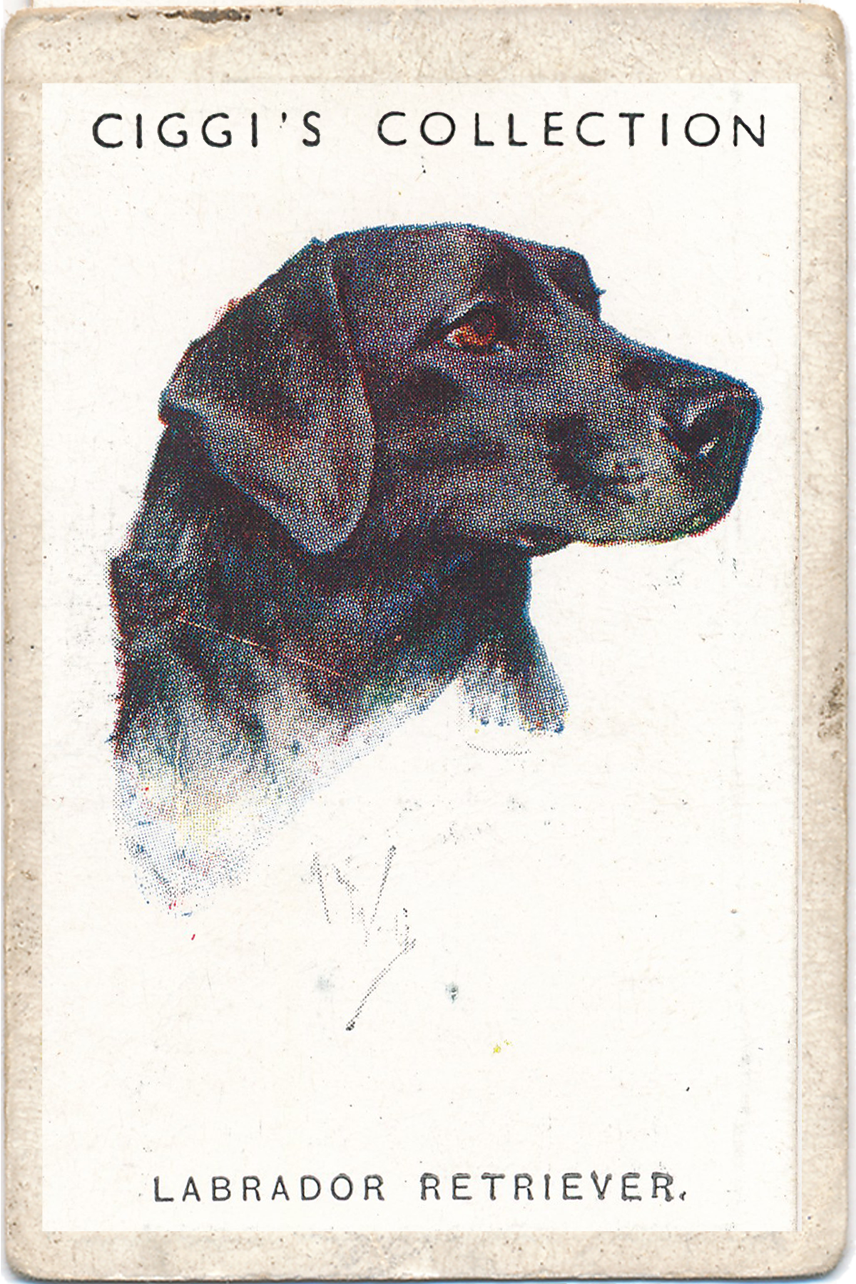 Dog Posters