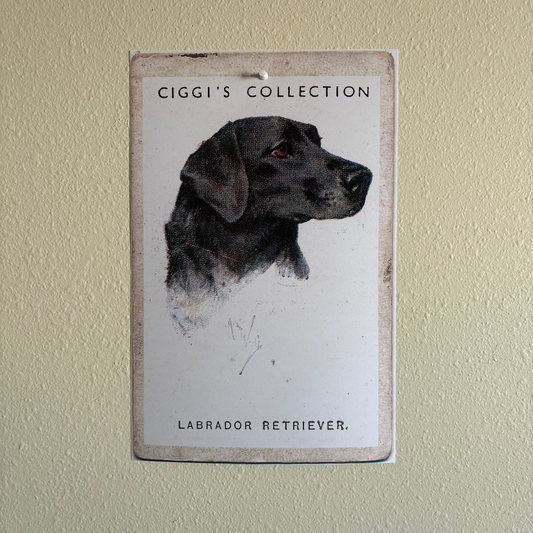 Vintage Labrador Retriever Dog Print | 1930's Cigarette Card